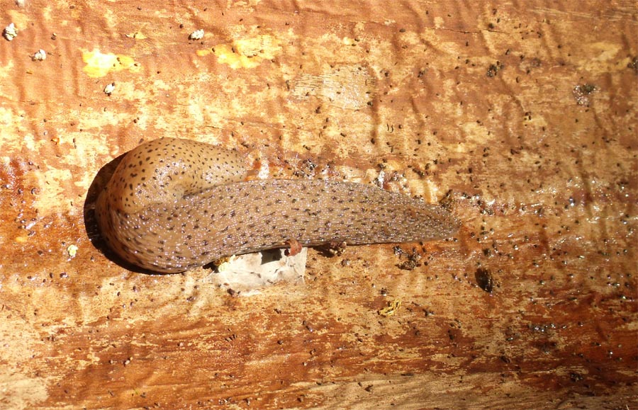 Limax millipunctatus sensu Forcart dal Gargano (FG)